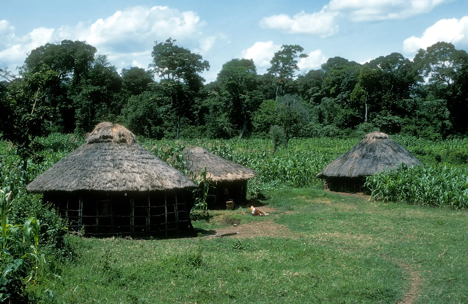 Rainforest Village